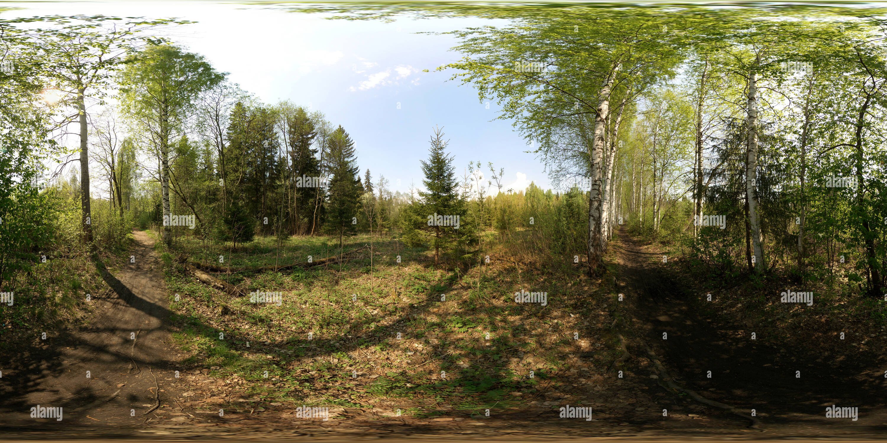 Visualizzazione panoramica a 360 gradi di Березовая аллея через болото 2