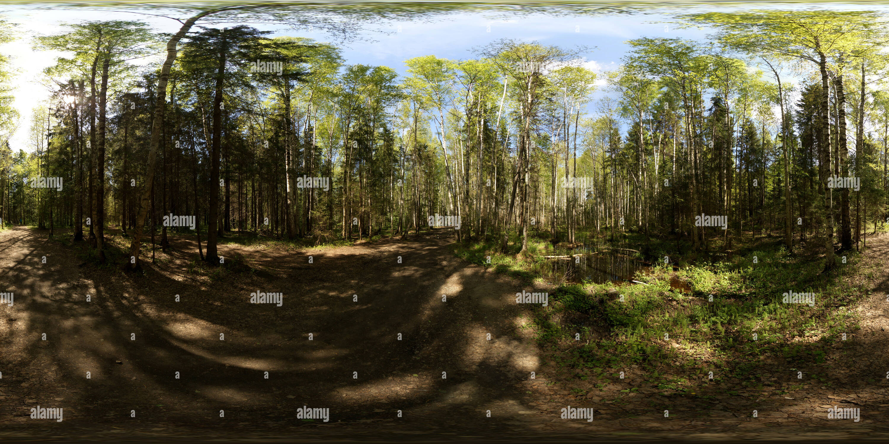 Visualizzazione panoramica a 360 gradi di Развилка на березовую аллею