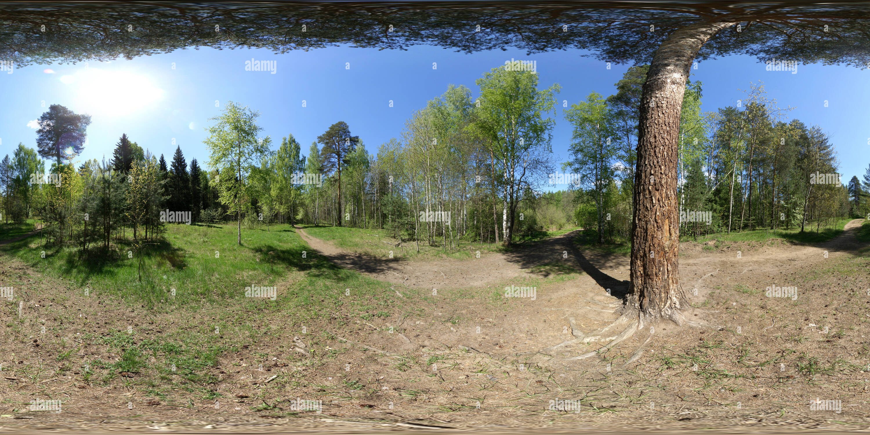 Visualizzazione panoramica a 360 gradi di Под сосной