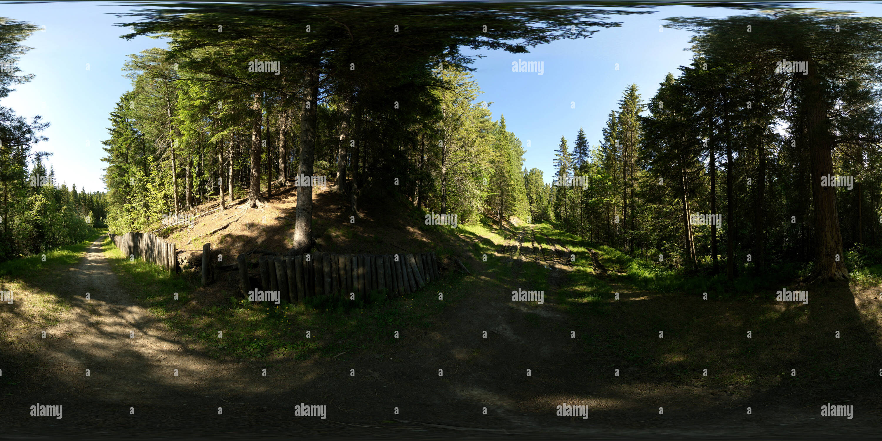 Visualizzazione panoramica a 360 gradi di Лесная дорога. Два кедра