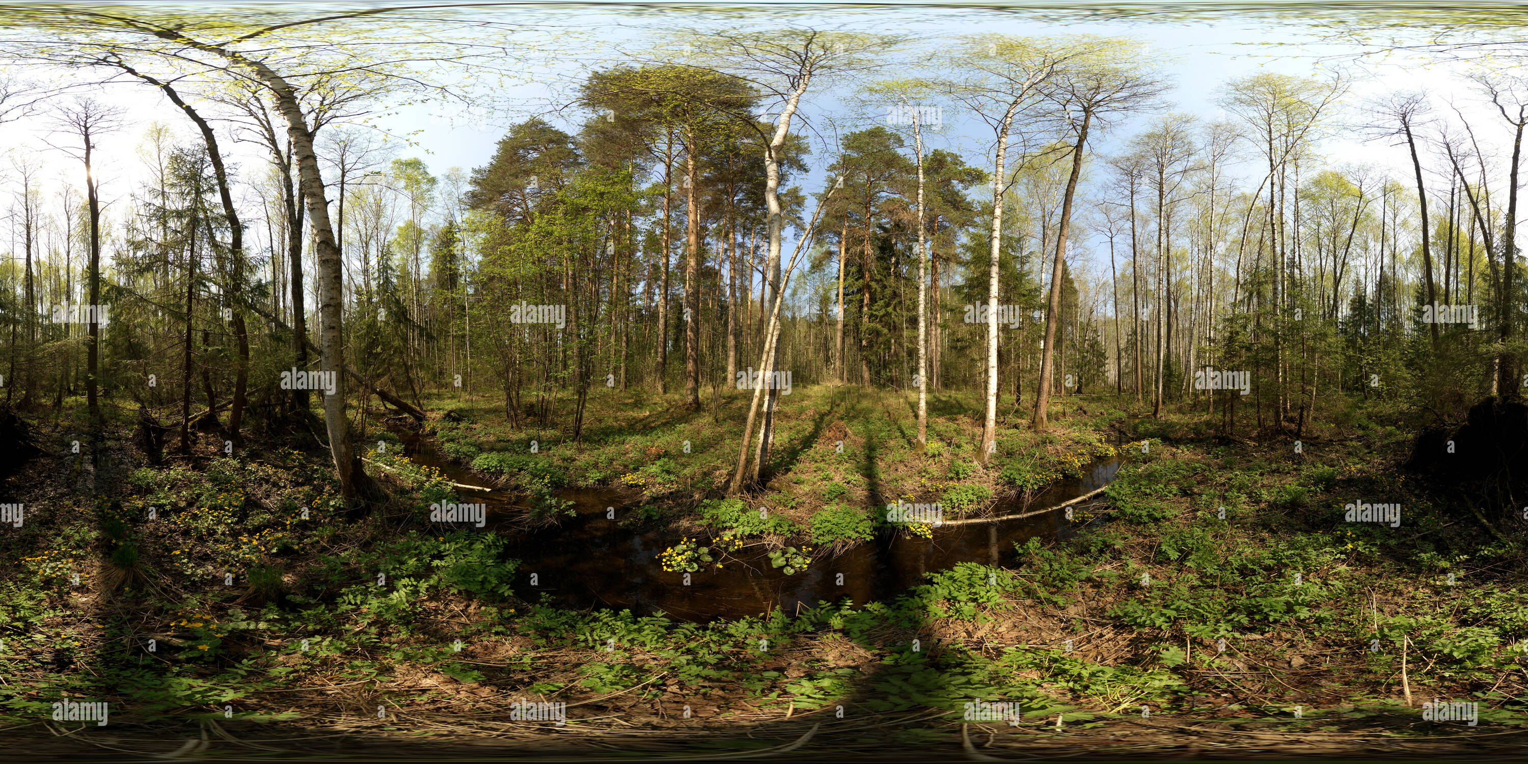 Visualizzazione panoramica a 360 gradi di Ручей в лесу весеннем 12.05.2019
